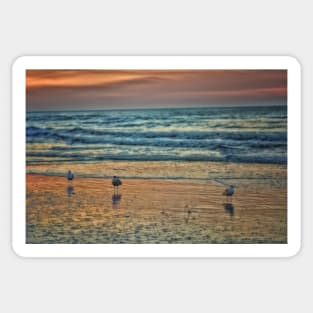 Three Gulls At Sunrise Sticker